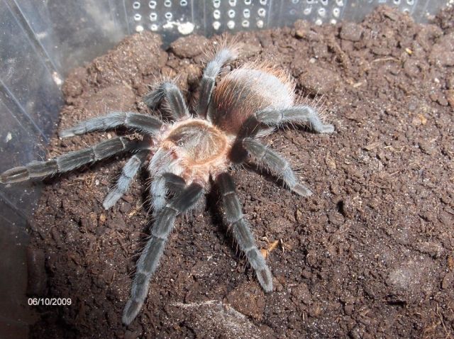 Brachypelma vagans 3-4 cm KL 10 Euro - Insekten - Wurzbach