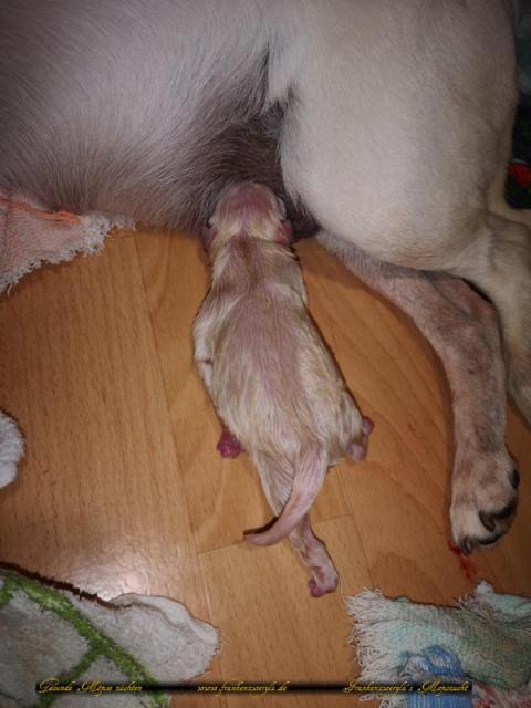 Mopswelpen  - Hunde - Schönwald