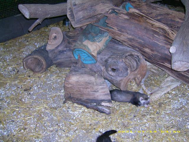 Junge Frettchen 8 Wochen - Frettchen - Mühlheim am Main