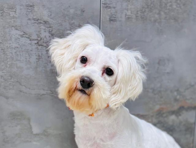 Icepop  - schüchtern, ruhig, sanft - Hunde - Nova Bana