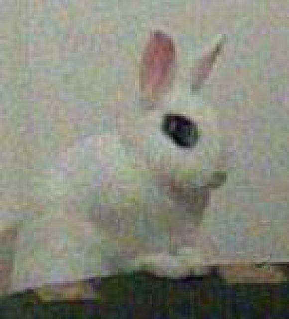 2 weiße Zwergkaninchen  w. m.  - Hasen Kaninchen - St.Pölten