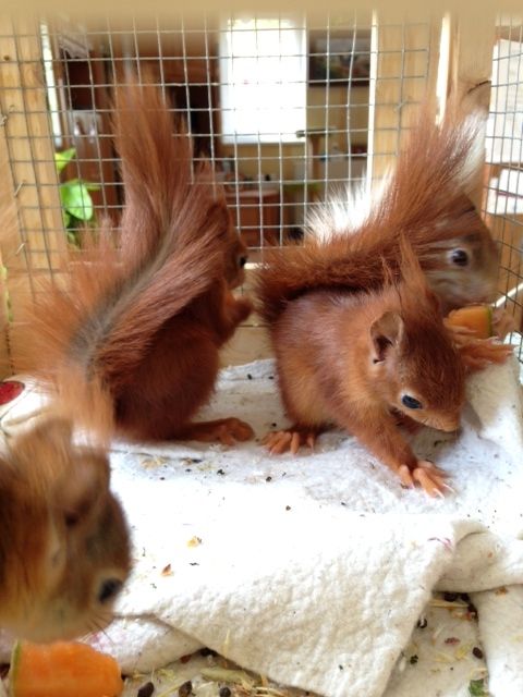 Eichhörnchen aus Handaufzucht zu verkaufen - Nagetiere Allgemein - Neuhaus OT Limbach