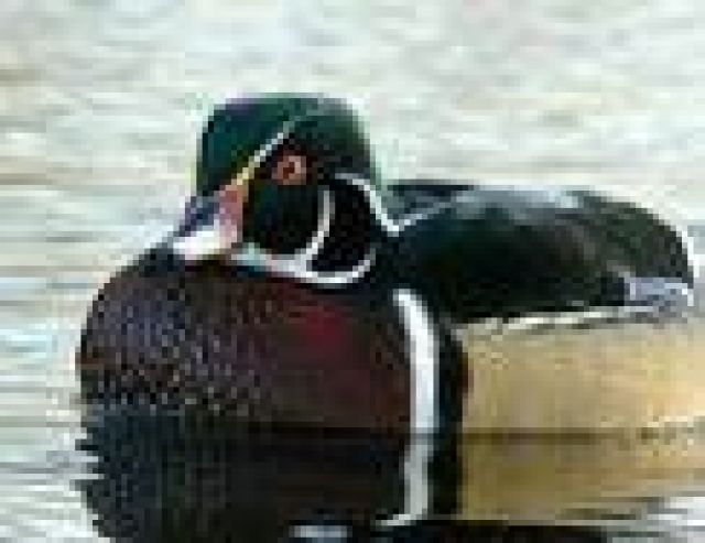 Brautente 1,0 - Nutztiere - Pohlheim