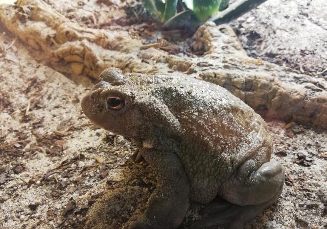Bufo Alvarius Coloradokröten abzugeben  - Terrarien - Bissendorf