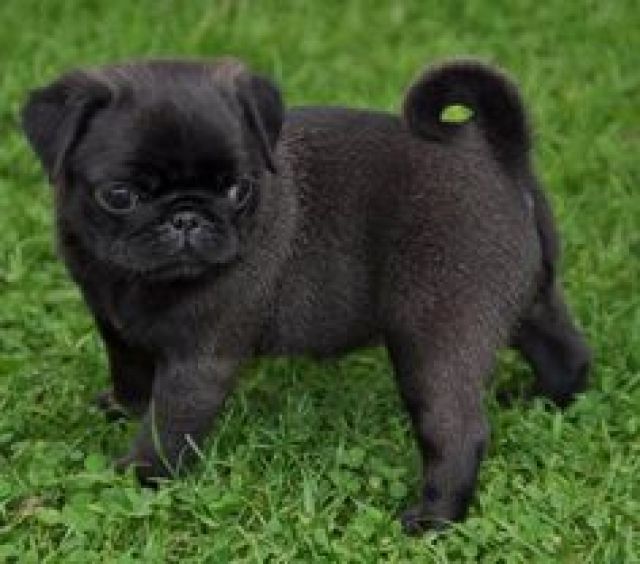 Süße Mops Welpen