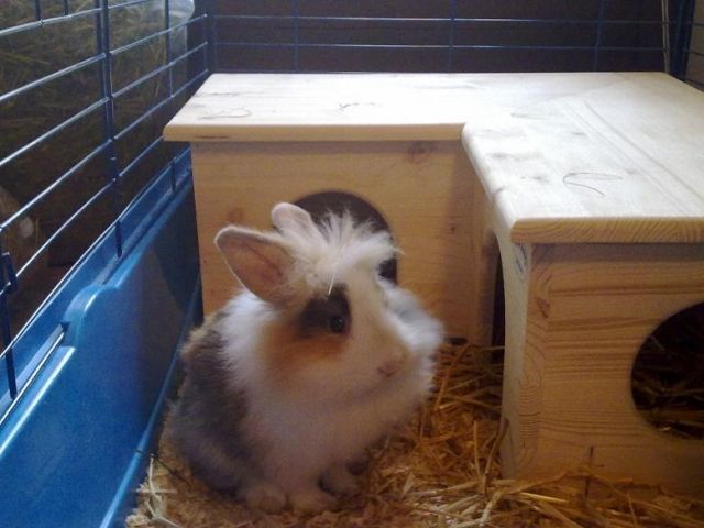 Supersüßes junges Löwenköpfchen-Männchen abzugeben - Hasen Kaninchen - Freiburg