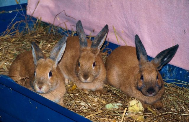 Meerscheinchen und Zwergkaninchen zu verkaufen  - Hasen Kaninchen - Brandenburg an der Havel