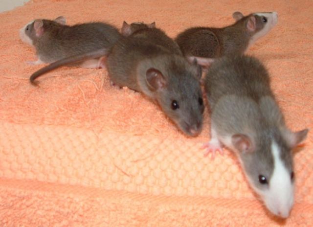 Viele Ratten aus Notfällen suchen ein neues Zuhause. - Ratten - Halle/Saale