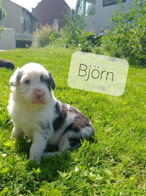 Australian Sheperd/Border Collie Mix Welpen - Mischlinge - Leverkusen