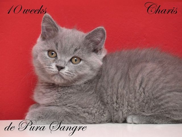 BKH Kitten in creme, blau Farbe mit Stam. - Katzen - Brno