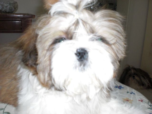 Shih Tzu Baby - Hunde - Hannover