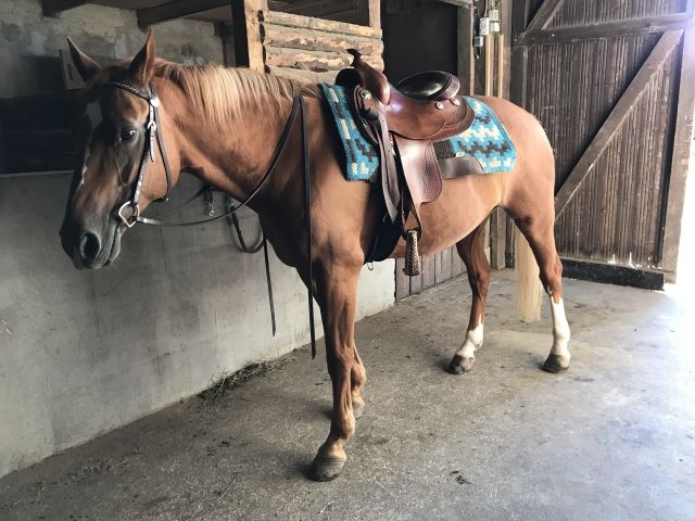 Suche Reiterin Fürs Gelände  - Reitbeteiligung - Bad Rappenau 