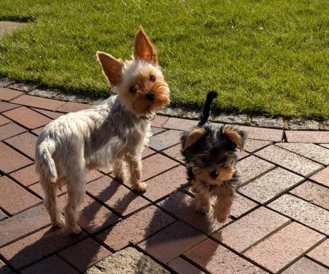 Yorkshire Terrier Welpe (Rüde) sucht sein Zuhause! - Hunde - Ohne