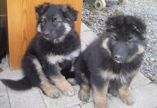 Altdeutsche Schäferhundwelpen - Hunde - Neuss