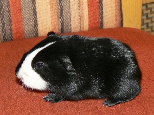 Cuy - Riesenmeerschwein - Meerschweinchen - Ranstadt