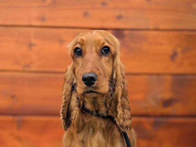 Panzanella - schüchtern - Hunde - Nova Bana