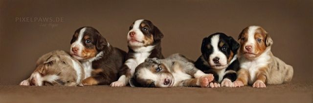 Zauberhafte Miniatur Australian Shepherd Welpen, suchen ein liebevolles Zuhause - Hunde - Sand