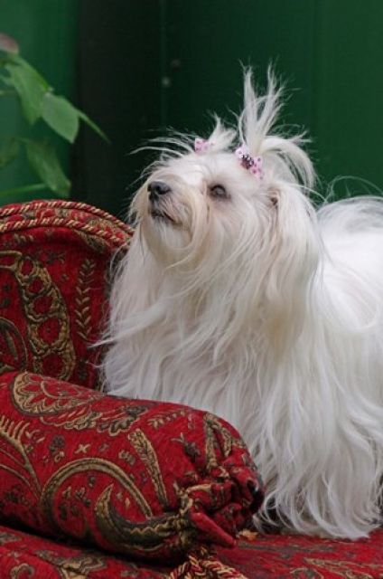 Malteserwelpen suchen neue Kuschelpartner - Hunde - Trebendorf