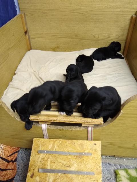 Labradorwelpen - Hunde - Thiendorf