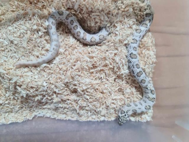 1,0 Superarctic Hakennasennatter (eventuell mit Arctic Weibchen) - Reptilien - Waldshut