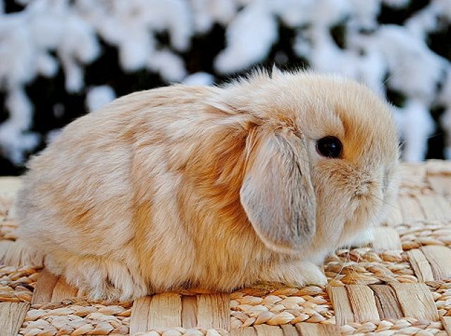 Bildschöne NHD Mini Häsin - Hasen Kaninchen - Fürstenzell