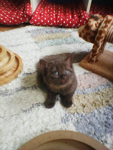Bkh  kitten  abholbereit,warten  auf  ein  schönes  zuhause - Katzen - königswinter