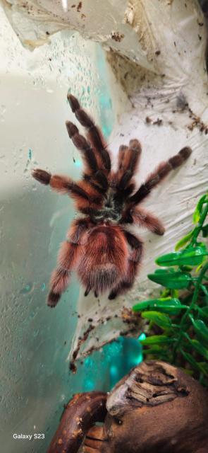 Caribena versicolor für Selbstabholer in NRW bei Kreis Wesel - Insekten - Hamminkeln