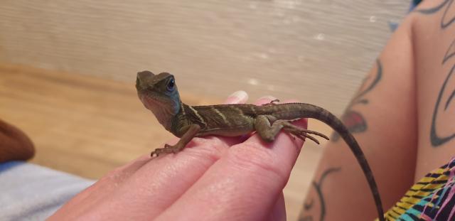 Wasseragamen Jungtiere  - Reptilien - Iserlohn 