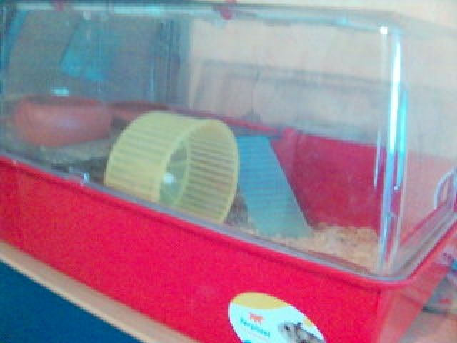 Zwerghamster abzugeben - Hamster - Lingen