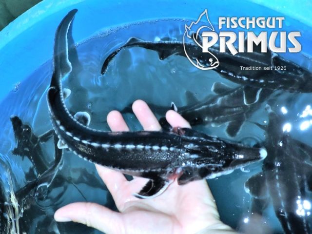 Fische Kleinanzeigen | Fische Annoncen | Fische Inserate | Fische ...