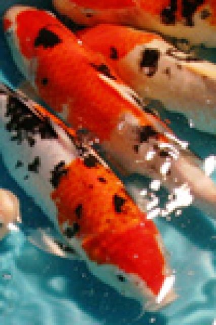 Fördefisch hat günstige Koi-Japan Koi-Israel Koi zu verkaufen - Fische - Handewitt