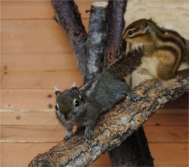 Handzahme Streifenhörnchen Chin.Baumhörnchen Rothörnchen - Nagetiere Allgemein - Fürstenzell