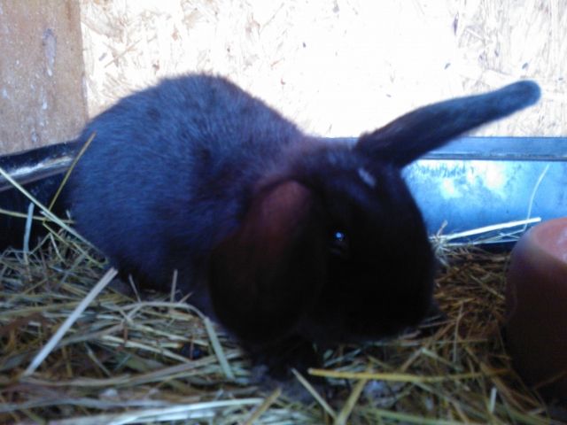 Junges Zwergkaninchen mit Widderblut abzugeben - Hasen Kaninchen - Frickenhausen