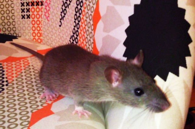 Zahme Rattenbabys in gute Häne abzugeben - Ratten - Gernsbach