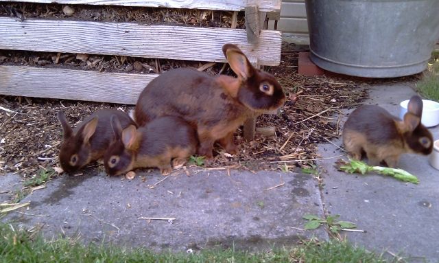 Junge Kaninchen - Hasen Kaninchen - Kressbronn