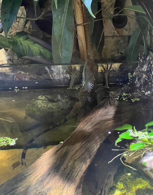 Grüne Wasseragame 1.0 (Mänchen) - Reptilien - Pöttmes 