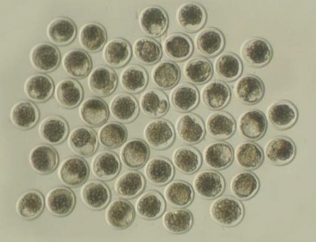 ET Tierarzt sucht noch Aufträge PLZ 32609 +100km - Nutztiere - Hüllhorst