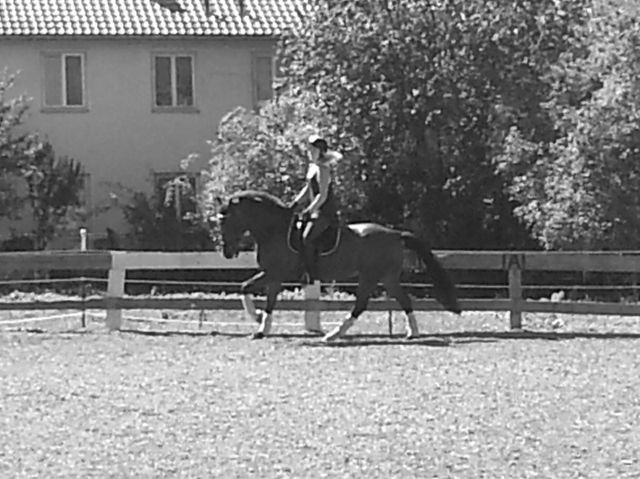 Erfahrene Reiterin sucht Reitbeteiligung  - Reitbeteiligung - münchen