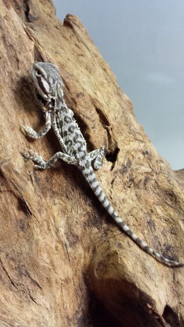Bartagamen Baby s  Pogona vitticeps  abzugeben Juli 2013 - Reptilien - Hannover