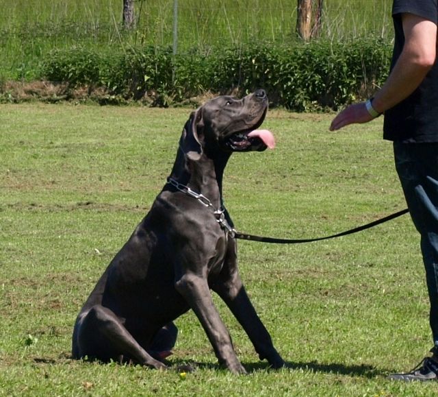 Reinrassige Deutsche Dogge Stahlblau Stammbaum - Hunde - Engelau bei Lütjenburg