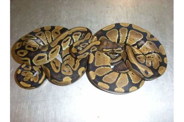 Königspythons aus 2010 abzugeben  aus mehreren Gelegen  - Reptilien - Hamburg
