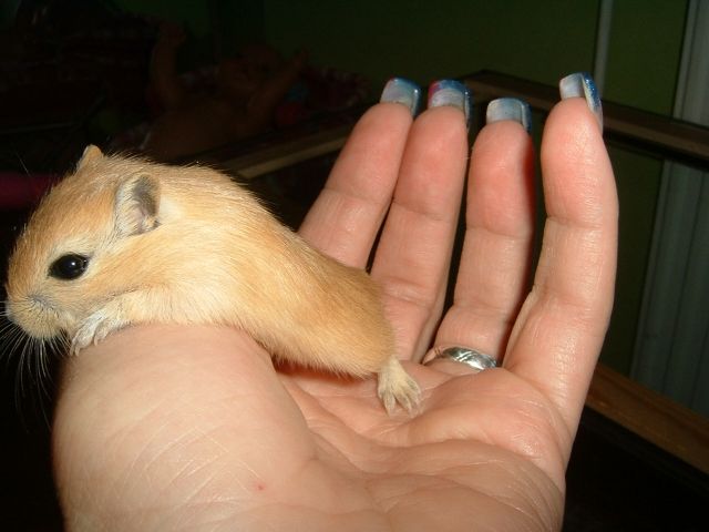 Rennmäuse Babys  - Maeuse - Grünstadt