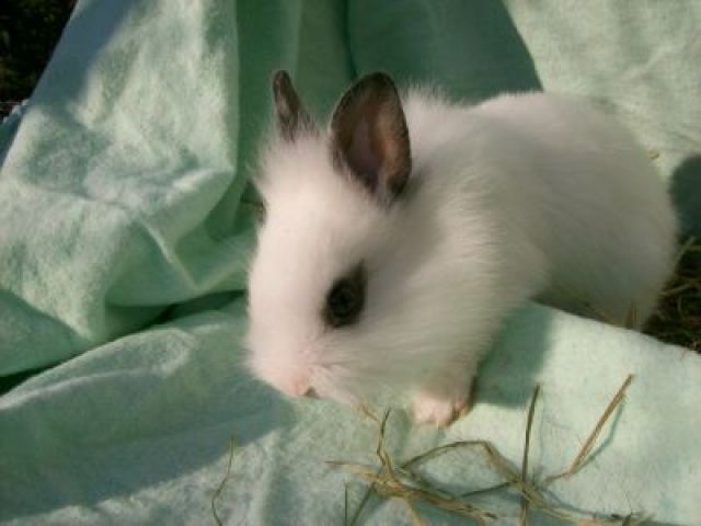 Zwerghasen Zwergkaninchen 4 Wochen alt weiß - Hasen Kaninchen - Neckarbischofsheim