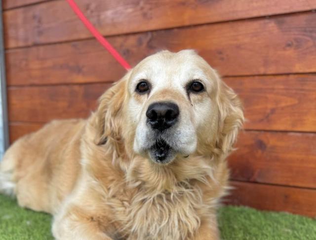 Freundliche Arabella - Hunde - Nova Bana