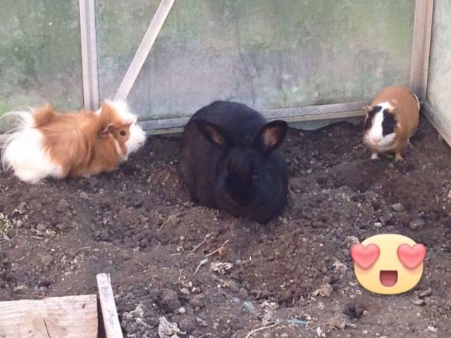 Meerschweinchen - Meerschweinchen - Baar Schwaben