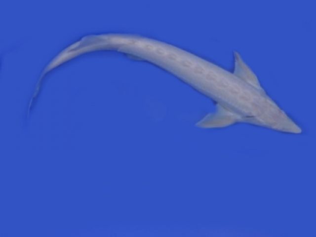 Albino Sterlet-Störe-Sterlet günstig / Fa.Fördefisch - Fische - Handewitt