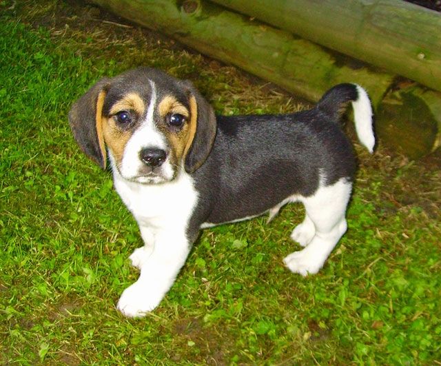 Beagle-Welpen zu verkaufen  - Hunde - Frankenau