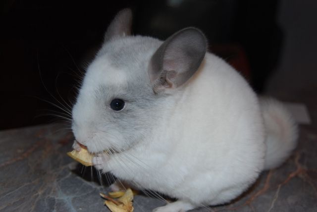 CHINCHILLABÖCKCHEN - Sonst Nagetiere - Nürnberg