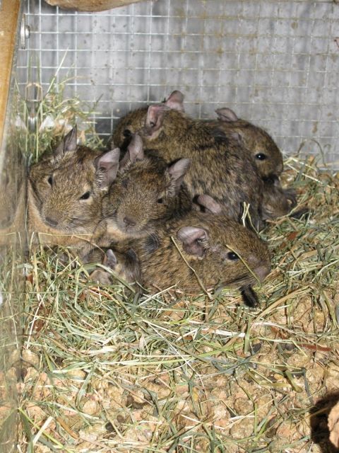 Degu-Babies in ca.7 Wochen abzugeben - Nagetiere Allgemein - Rotenburg
