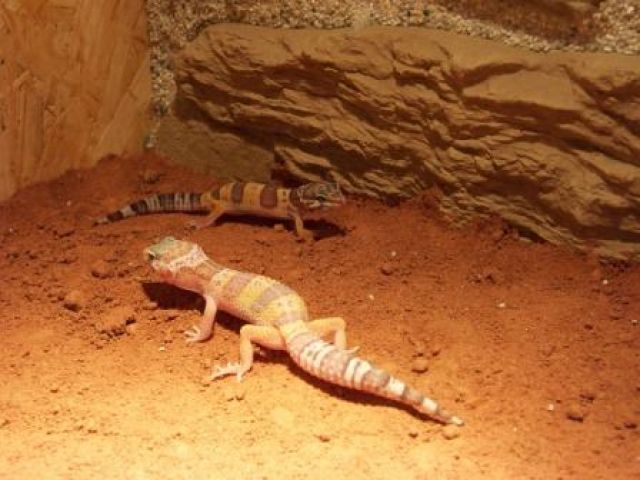 Leopardgeckos - Nachzucht 2009 - Reptilien - Hatten